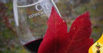 Concha y Toro oferece curso online de vinhos e totalmente grátis